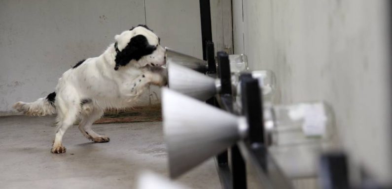 Octobre rose : « Ce dépistage grâce à l’odorat canin pourrait devenir un pré-test du cancer du sein »