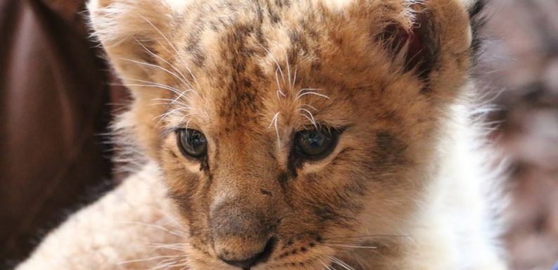 Ces lionceaux, victimes de trafic et soignés dans la Loire, vont rejoindre un parc protégé d’Afrique du Sud