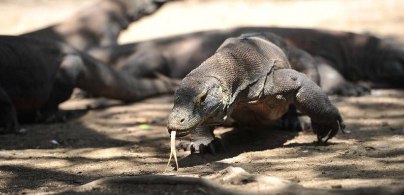 Indonésie : L’île de Komodo ne fermera pas mais son accès sera limité