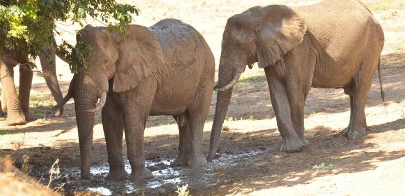 Zimbabwe : Victimes de sécheresse, au moins 55 éléphants sont morts en un mois