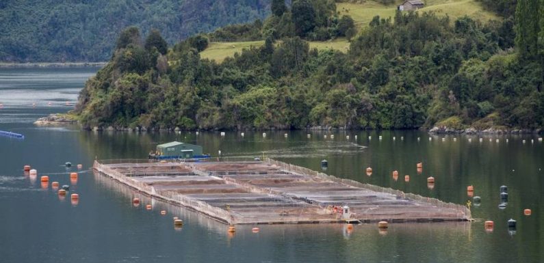 Chili : 32.000 saumons s’échappent d’une ferme d’élevage