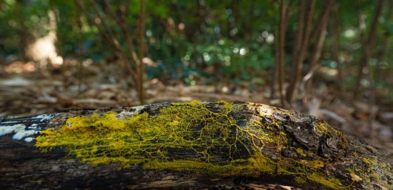 Le blob, ce mystère de la nature, nouveau venu au zoo de Vincennes