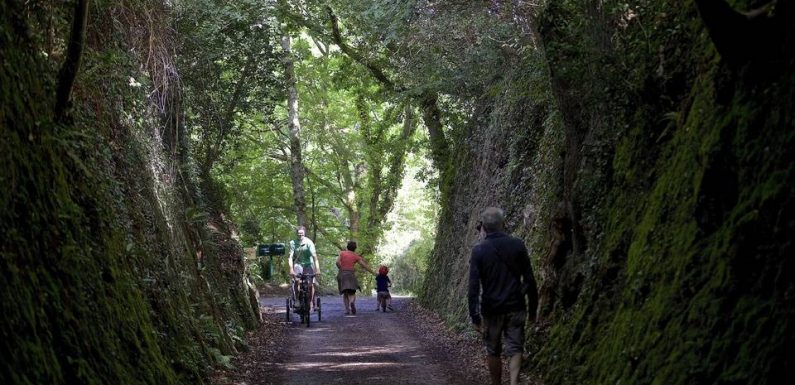 Bretagne : La région mise sur le bois et veut planter cinq millions d’arbres d’ici à 2025