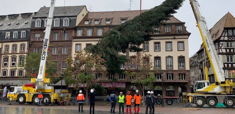 VIDEO. Strasbourg : Le grand sapin de Noël est arrivé