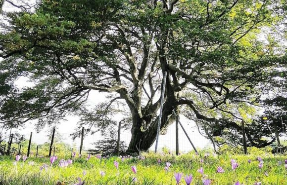 Occitanie : Et si le hêtre de Sorèze, censé favoriser la fécondité, devenait le plus bel arbre de l’année ?
