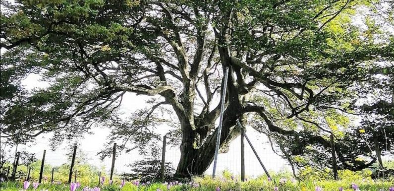 Occitanie : Et si le hêtre de Sorèze, censé favoriser la fécondité, devenait le plus bel arbre de l’année ?