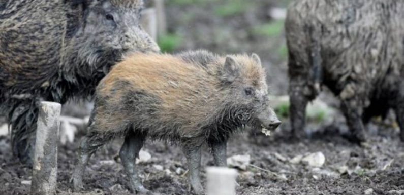 Chasseurs vs agriculteurs : La prolifération de sangliers n’amuse plus personne