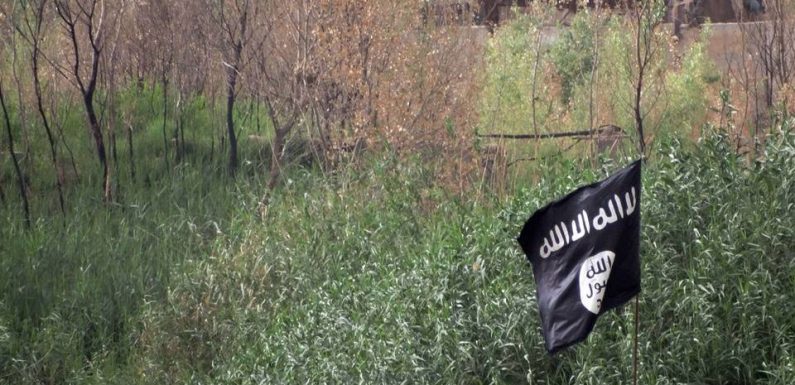 L’application TikTok supprime des comptes qui partageaient des vidéos de propagande de Daesh