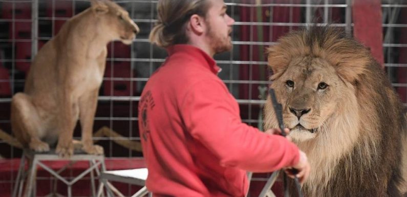 Deux tiers des Français se disent défavorables aux animaux sauvages dans les cirques