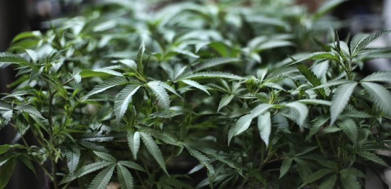 Les infos immanquables du jour : Cannabis thérapeutique, guet-apens et prénoms gênants