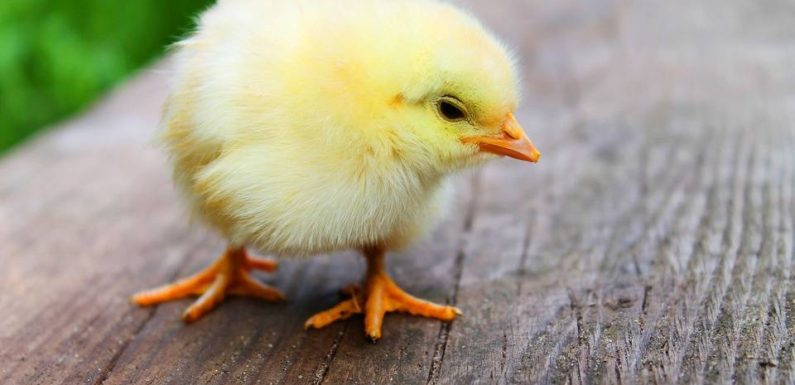 Le « broyage des poussins » devrait être interdit fin 2021, annonce Didier Guillaume