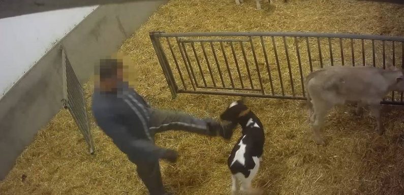 Finistère : Enquête ouverte après la diffusion d’une vidéo choc de L214 dans un élevage de veaux