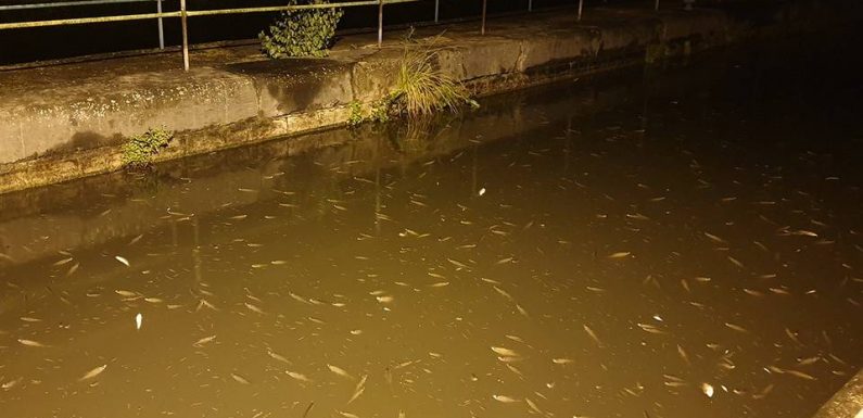 Incendie de l’usine Lubrizol à Rouen : Des poissons morts dans le Nord à cause de l’incendie ? Rien ne permet de l’affirmer