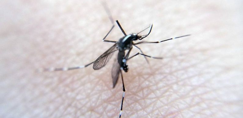 Caluire : Un deuxième cas de dengue autochtone confirmé après celui du 23 septembre