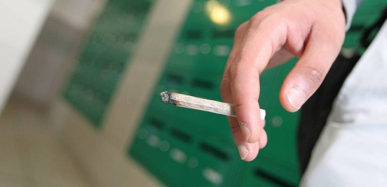 Rennes : Les fumeurs de cannabis bientôt punis d’une amende de 200 euros