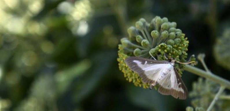 Climat, biodiversité, pollution… Dans quel état environnemental est la France ?
