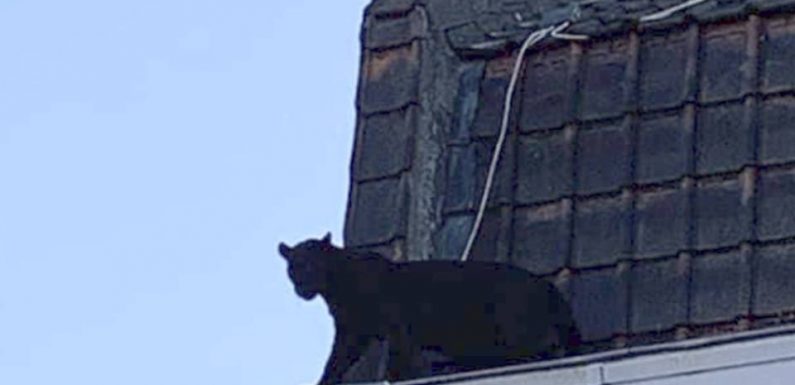 Panthère d’Armentières : Le mystère s’épaissit après la libération sans poursuite du propriétaire