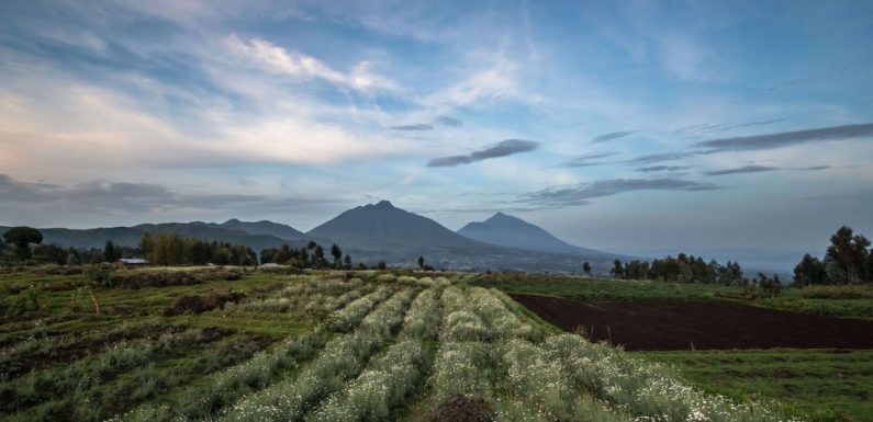 Rwanda: Huit morts et 18 blessés dans une attaque proche d’une zone touristique