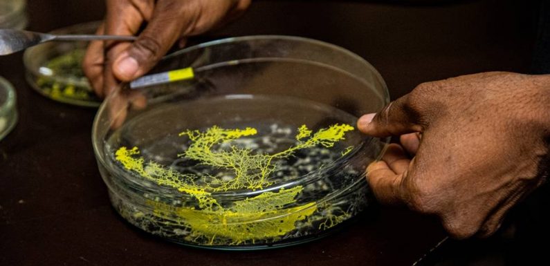 VIDEO. Les infos immanquables du jour : Blob à Vincennes, montre en toc et France Insoumise aux municipales