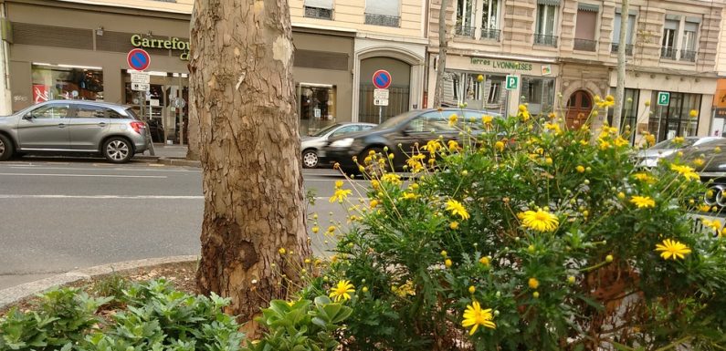Lyon : Comment les habitants remettent du vert dans la ville avec les jardins de rue