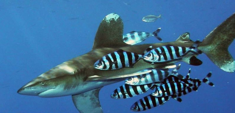 Polynésie : Une femme attaquée par un requin à Mooréa