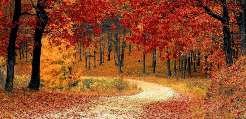Feuilles mortes, arbres roussis, couchers de soleil ambre… Envoyez-nous vos plus belles photos d’automne naissant