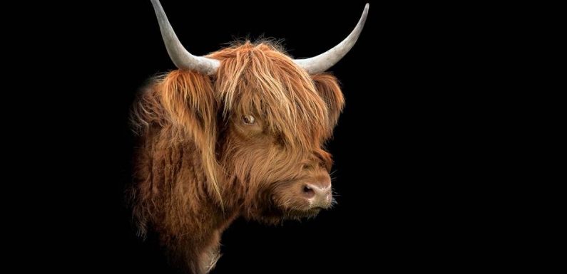 Bretagne : Elle shoote les animaux domestiques telles des stars de cinéma