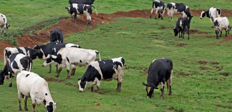Incendie de l’usine Lubrizol à Rouen : Les vaches de retour dans les prés