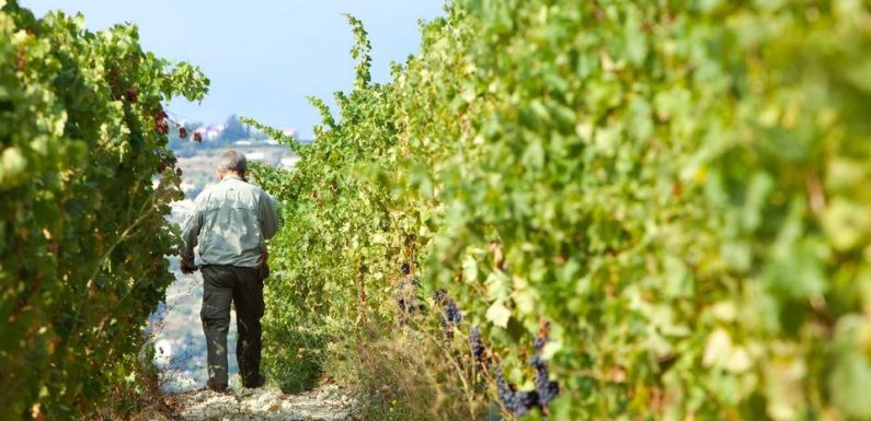 Nice: Quand les vignes des vins de Bellet s’invitent en ville