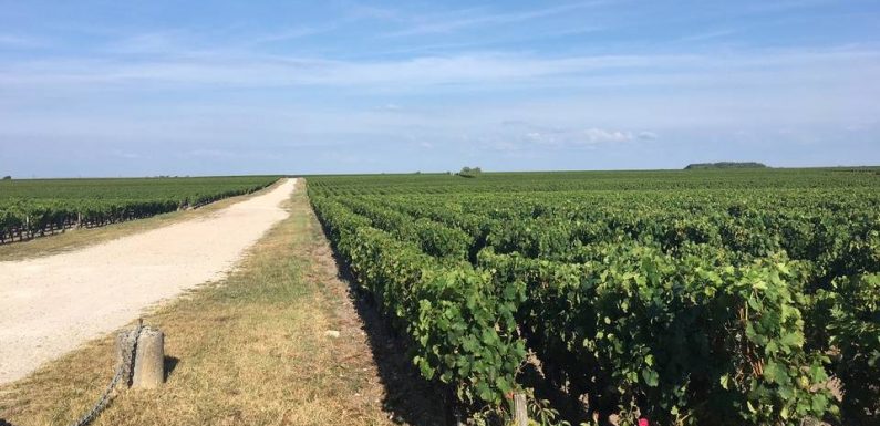 Bordeaux : Le casse-tête des viticulteurs pour sortir du glyphosate