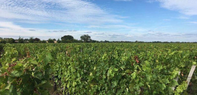 Sanctions américaines sur le vin : « On est des otages d’un conflit commercial », estime un vigneron bordelais