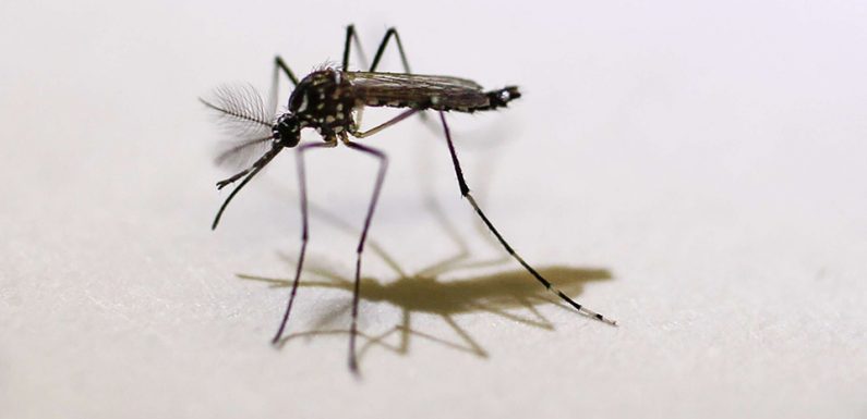 VIDEO. Var : Une personne infectée par le virus Zika à Hyères, seul cas autochtone en 2019 en France