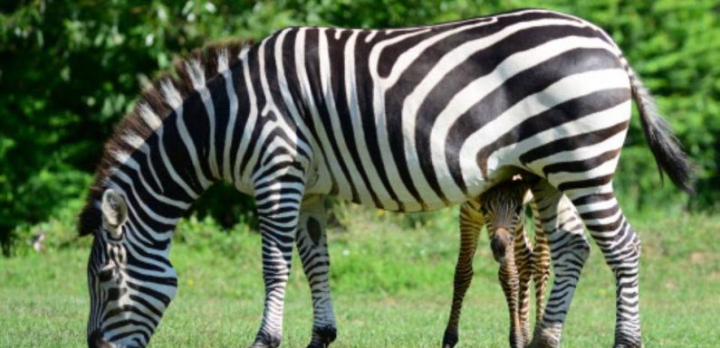 Allemagne : Un zèbre échappé d’un cirque abattu dans le nord du pays