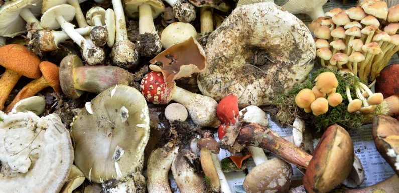 Attention aux champignons : 493 intoxications en deux semaines