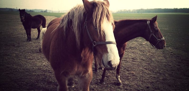 Troubles du voisinage : après les grenouilles et les coqs, les chevaux !
