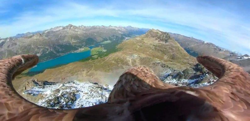Sublimes et inquiétantes, ces images filmées par un aigle montrent l’impact du changement climatique.