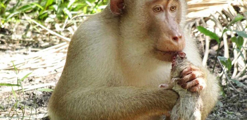 Macaques observed devouring rats in palm oil plantations