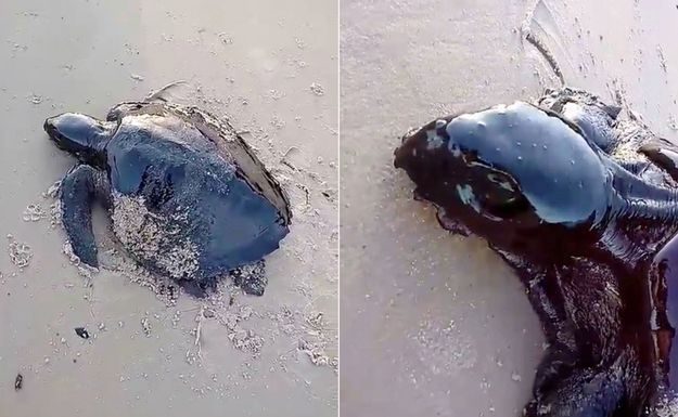Des tortues prises au piège dans des galettes de pétrole : nouveau scandale au Brésil