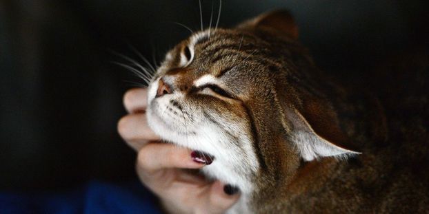 La perte d’un animal, une douleur sous-estimée : « On a du mal à vivre ce deuil »