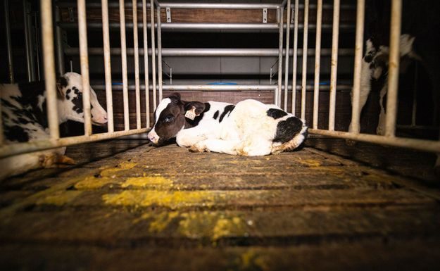 Du tri à l’engraissement, le supplice des veaux français