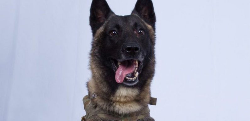 Trump dévoile la photo du chien qui a participé à l’assaut américain contre le chef de l’État islamique
