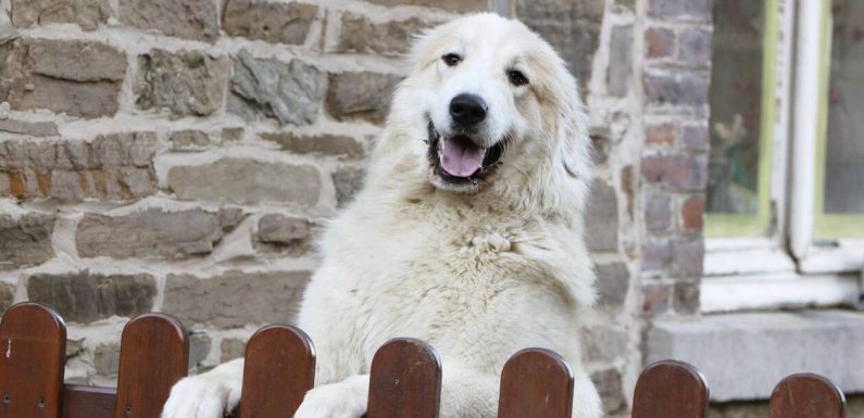La Fondation 30 millions d’amis réclame un statut de « personne animale »