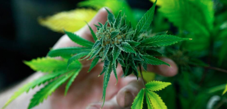 Selon une étude, le cannabis n’a pas d’efficacité contre les troubles mentaux