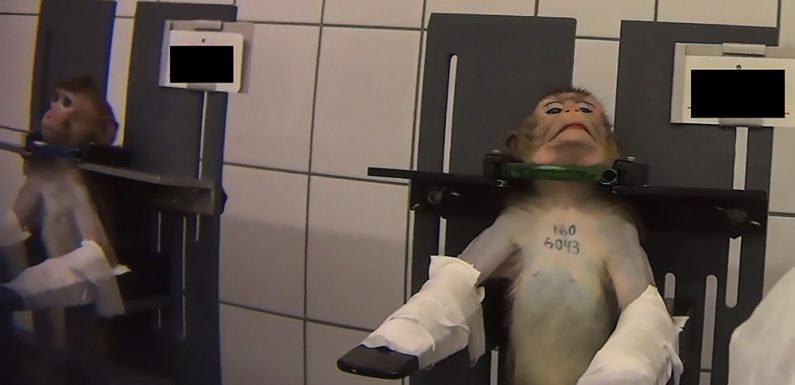 Ce laboratoire allemand mène des expériences barbares sur des singes, des chiens et des chats