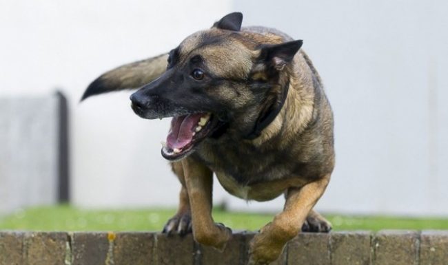 Un chien militaire arrache la gorge d’un djihadiste et sauve six soldats britanniques