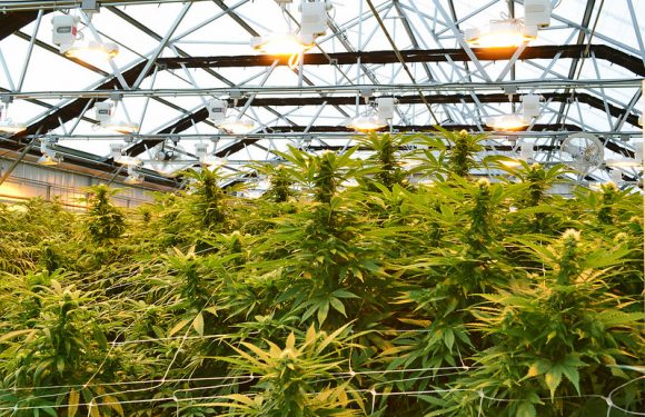 Cannabis thérapeutique : les intérêts bien compris de l’État