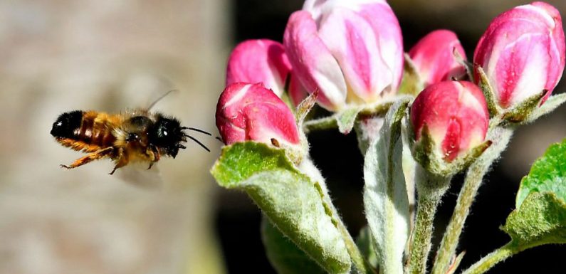 Poitou-Charentes : pourquoi les abeilles disparaissent ?