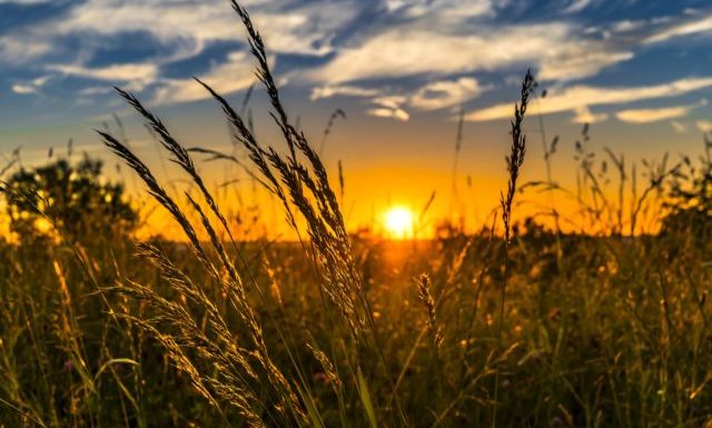 L’agriculture biologique à grande échelle augmenterait les émissions de gaz à effet de serre