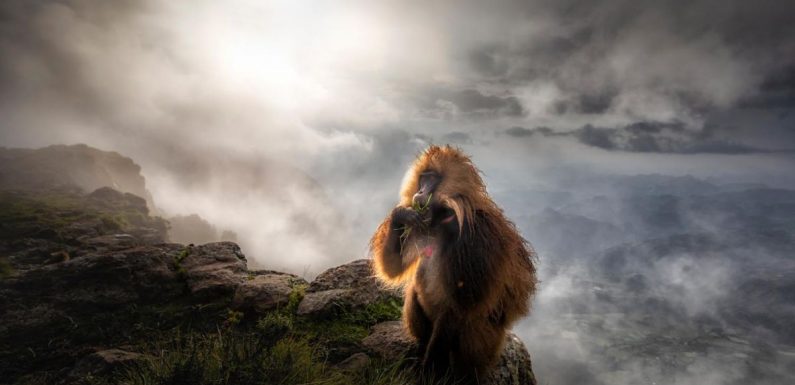 Allemagne : ces étonnantes photos de vie sauvage récompensées en 2019