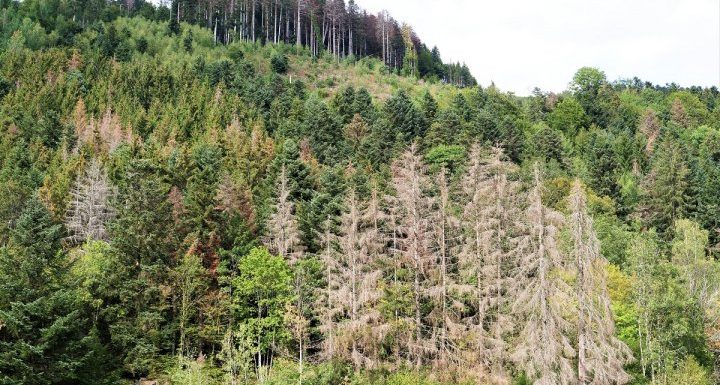 Sécheresse : dans la forêt vosgienne, sapins et épicéas « n’arrêtent plus de mourir »